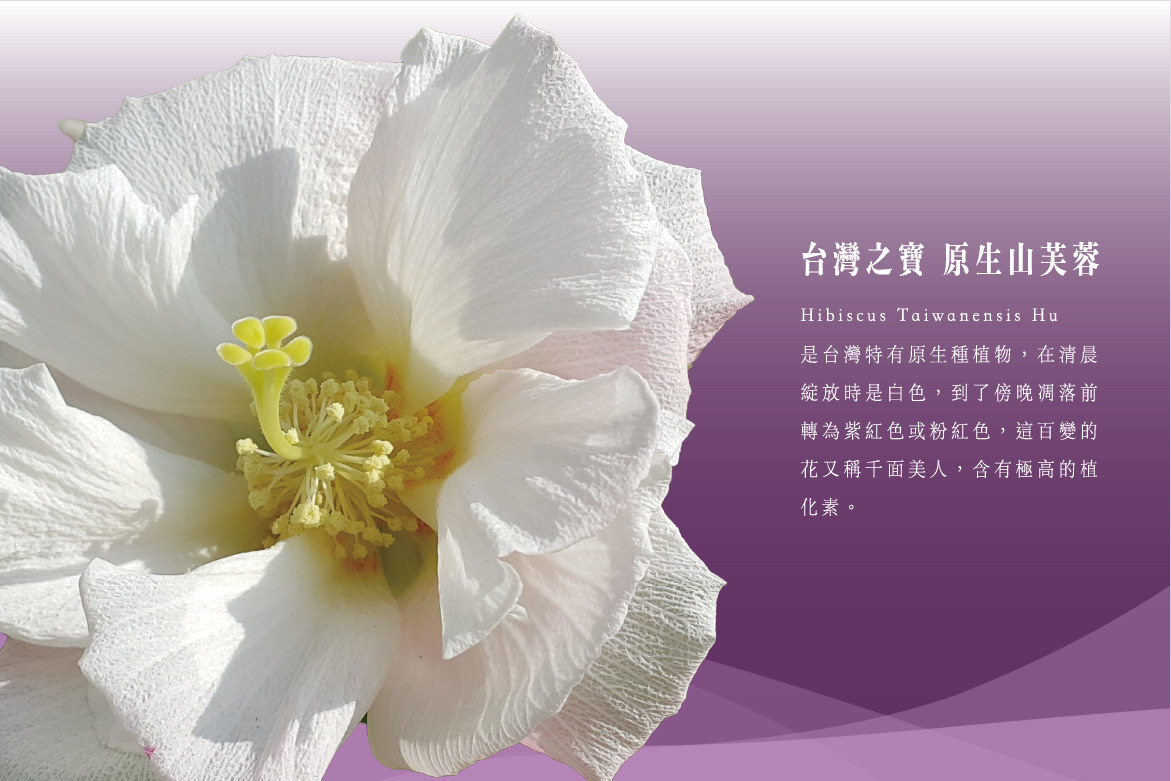 台灣之寶 原生山芙蓉
